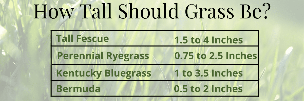 Chart showing how tall grass should be depending on what type it is. Tall fescue should be 1.5 to 4 inches. Perennial ryegrass is .75 to 2.5 inches. kentucky bluegrass should be 1 to 3.5 inches. Bermuda should be .5 to 2 inches long. 